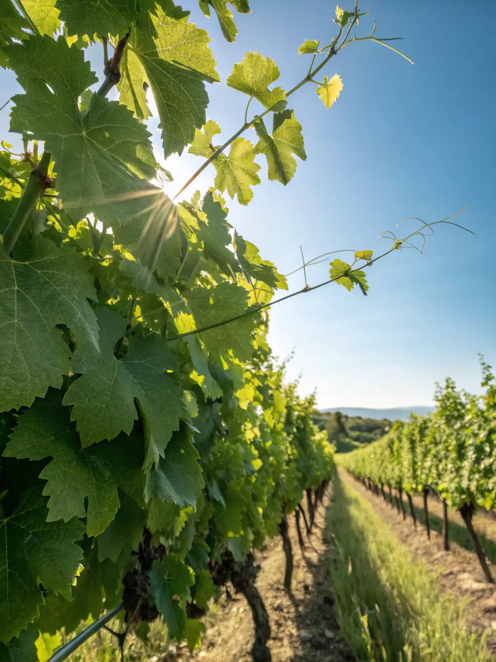 A picturesque scene of the Llano Estacado Winery, featuring rows of grapevines stretching into the distance and the winery building in the background, bathed in golden sunlight.